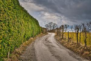 hedges